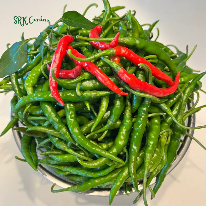Japanese Sapporo Hot Pepper Seeds | 20 Seeds
