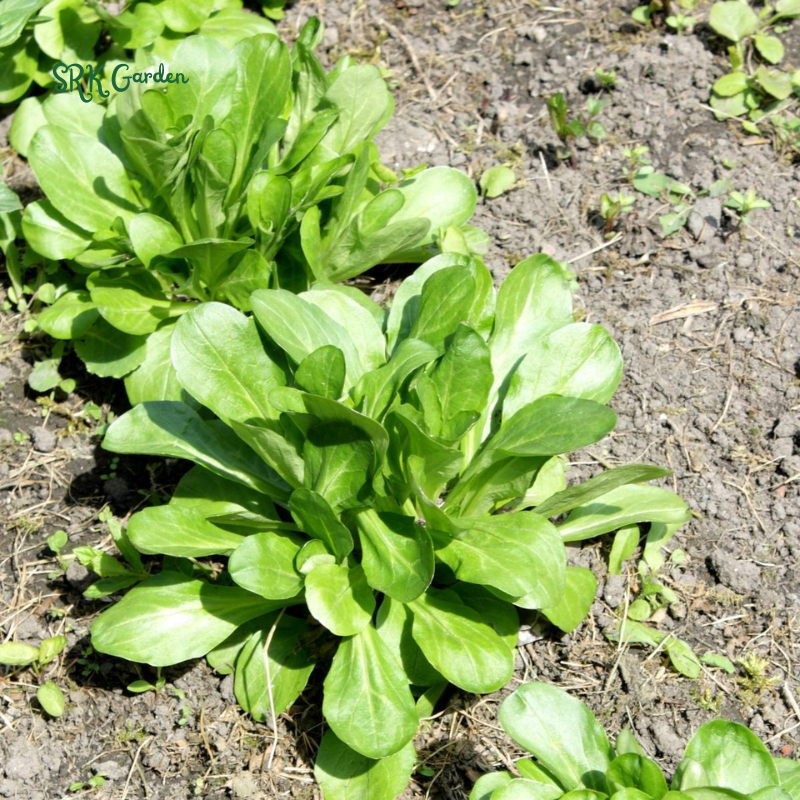 Dutch Corn Salad Seeds | 200 Seeds