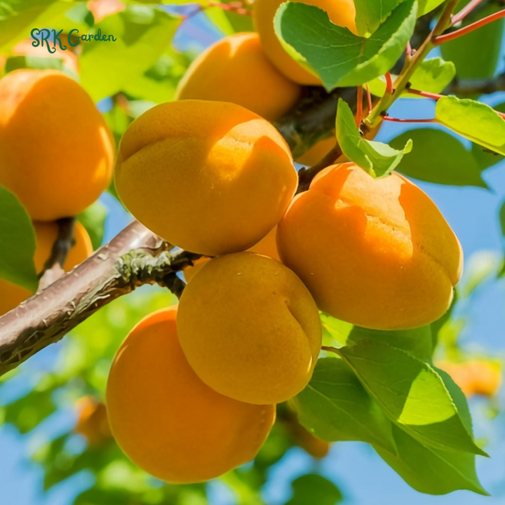 Apricot Tree Seedling for Growing