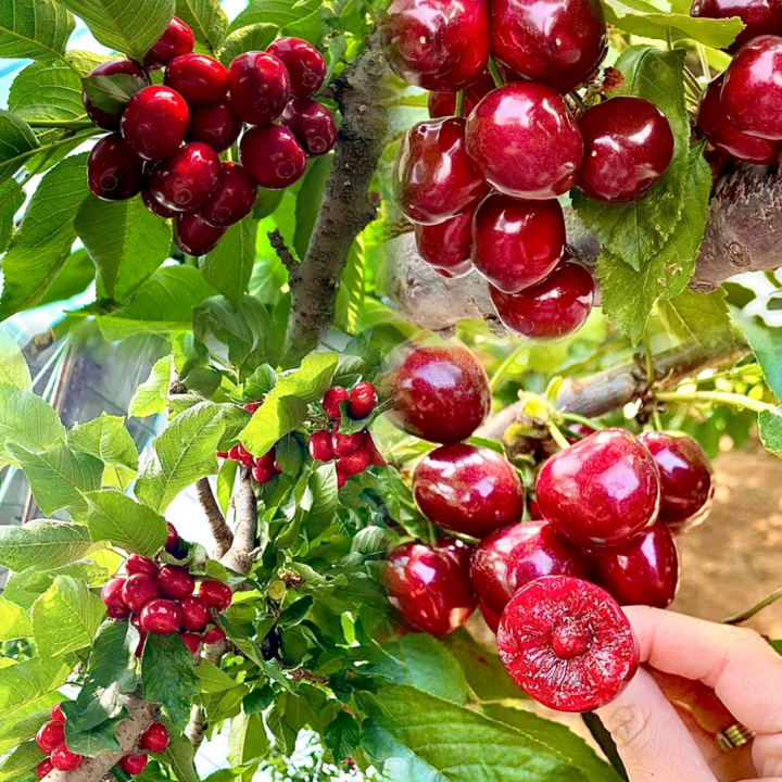 Dwarf Cherry, BigBerry Sweet Cherry Plant Live Fruit Tree | 19" tall