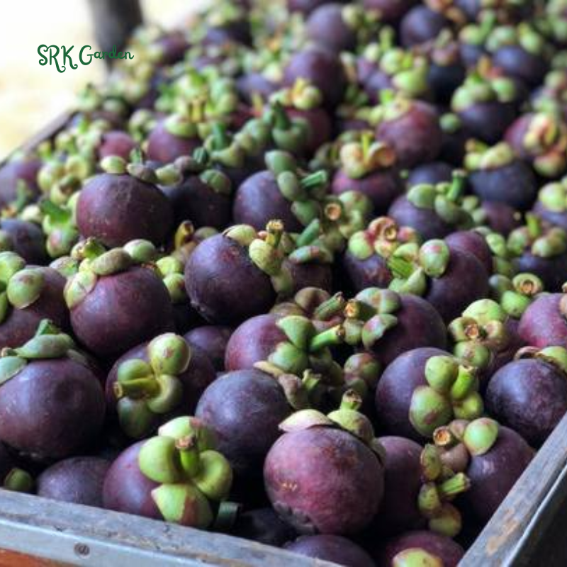 Mangosteen (Garcinia mangostana) Mangostan Live Fruit Tree 10" - 24"