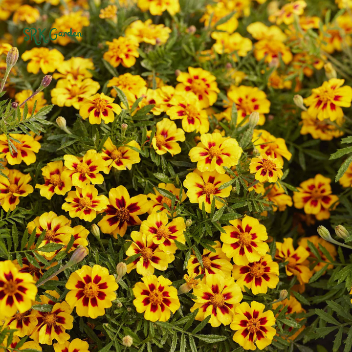 Dainty Marietta French Marigold Seeds | 200 seeds