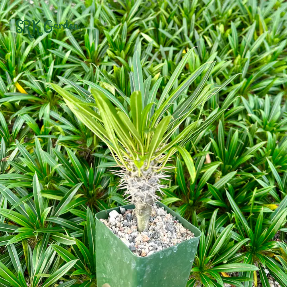 Madagascar Palm, Pachypodium Plant, Live Plant in 3" pot