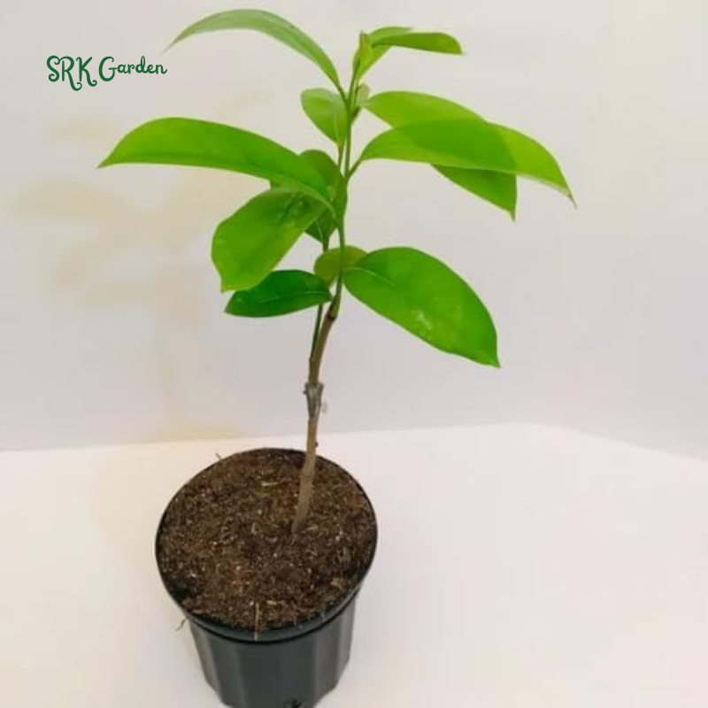 Soursop Tree Live Plant, Soursop Guanabana Plant Potted | 5-9 Inch Tall