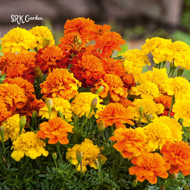 Petite French Marigold Seed Mix | 300 Seeds