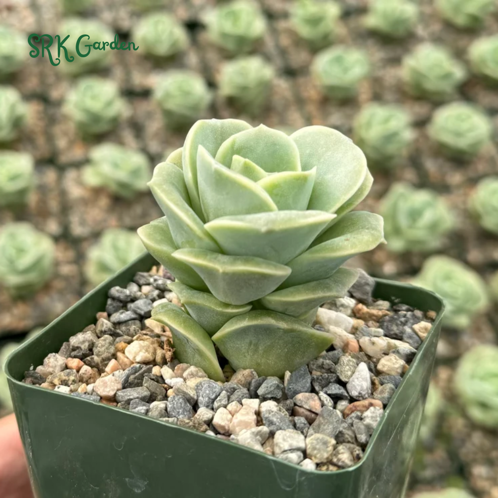 Graptoveria Lovely Rose, Green Rose, Live Plants Plant in 3" pot
