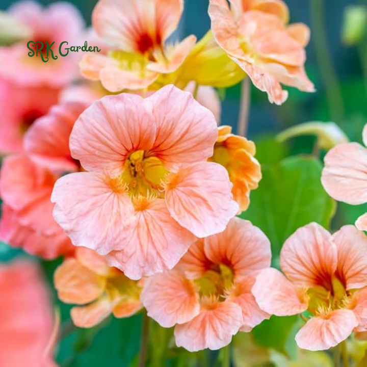 Nasturtium Seeds for Planting-Annual Climbing Tropaeolum | 100 Seeds