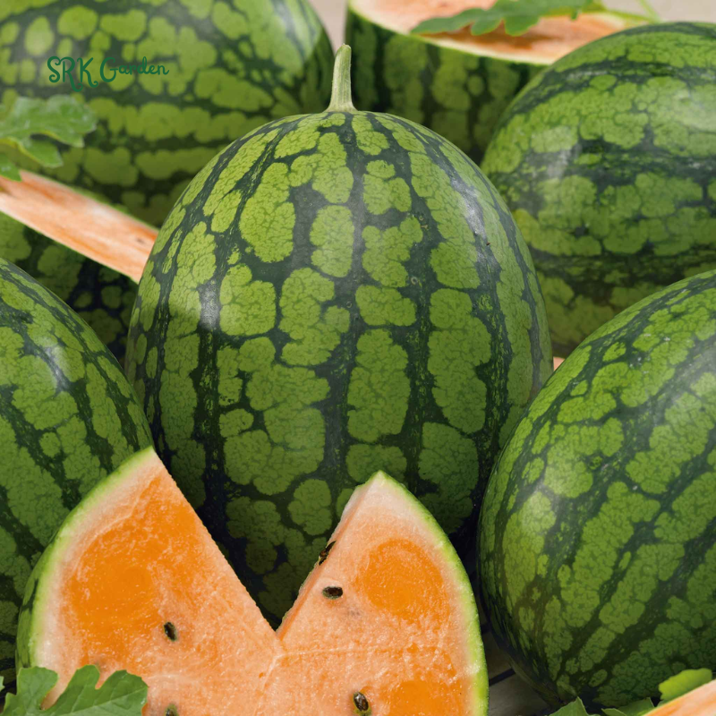Organic Orange Tendersweet Watermelon | 15 Seeds