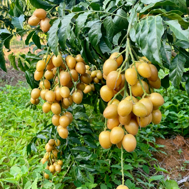 Wampee Fruit Tree Live Plant 2-3ft tall – Sweet Tropical Wampi (Clausena lansium) for Home Garden