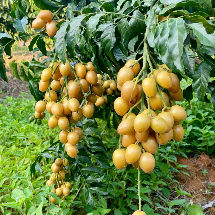 Wampee Fruit Tree Live Plant 2-3ft tall – Sweet Tropical Wampi (Clausena lansium) for Home Garden