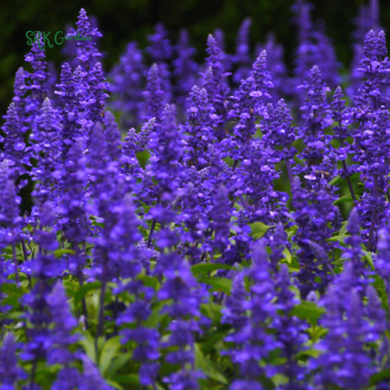 Blue Sage Seeds for Planting | 100 Seeds