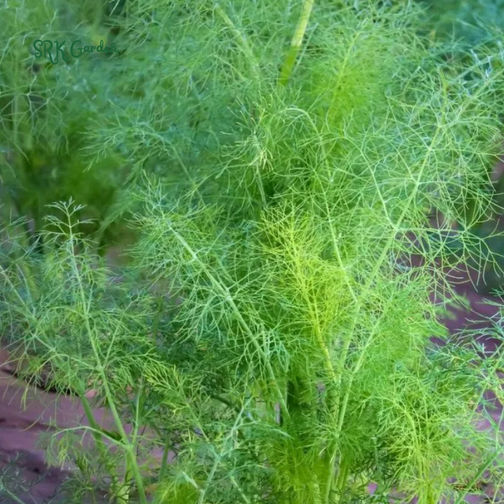 Cumin Seeds | 150 Seeds