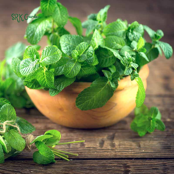 Organic Peppermint Seeds | 100 Seeds