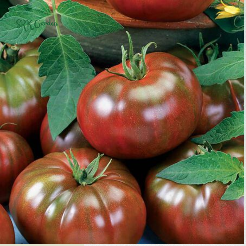 Tomato Seeds Cherokee Purple | 60 Seeds