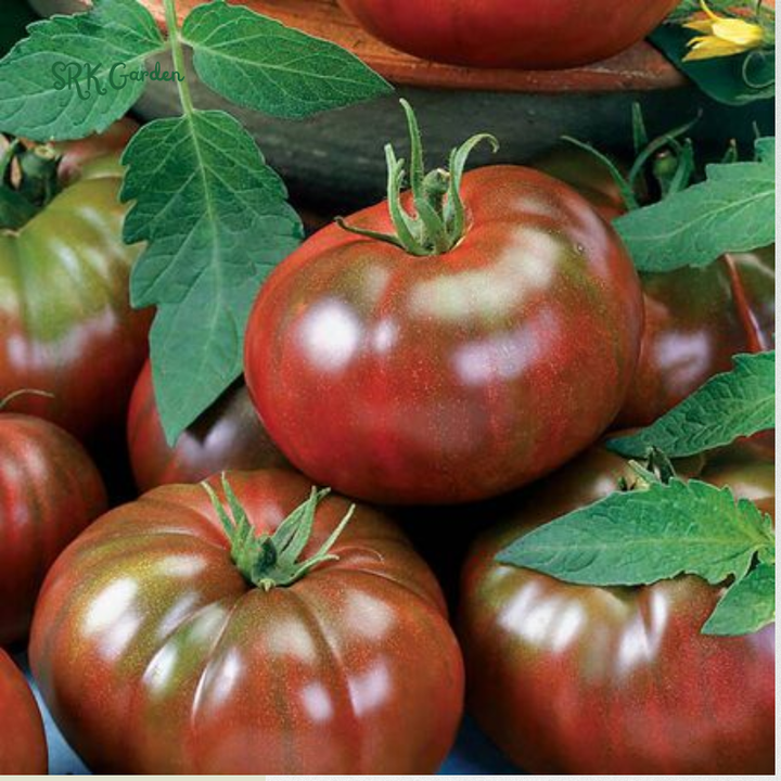 Tomato Seeds Cherokee Purple | 60 Seeds