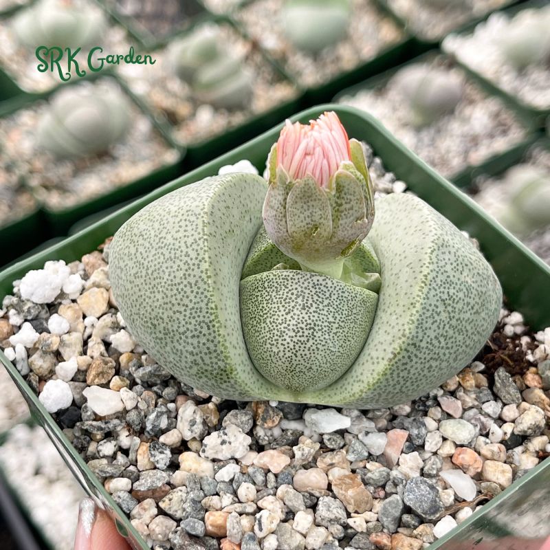 Split Rock, Living Rock, Pleiospilos Nelii in 3.5" pot