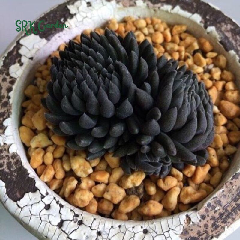 Black Sea Urchin, Sinocrassula Yunnanensis, Rare succulent in 2" pot