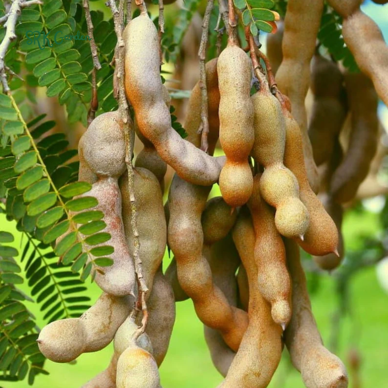 Tamarind Tree Live Plant for Planting, 5 to 8 Inc Tall
