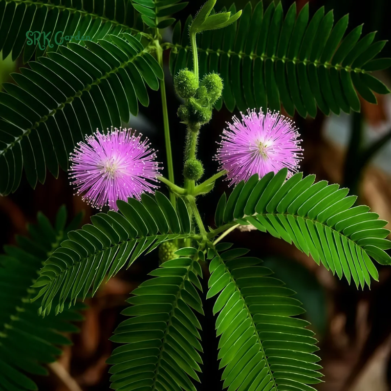 Sensitive Plant Mimosa Pudica Seeds