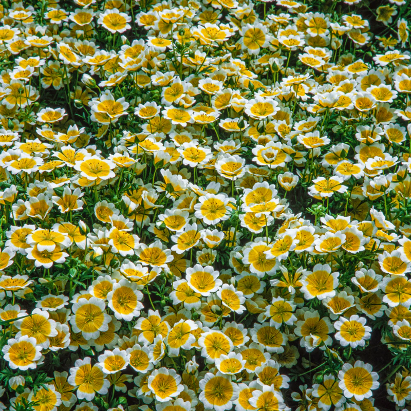 Poached Egg Plant | 60 Seeds