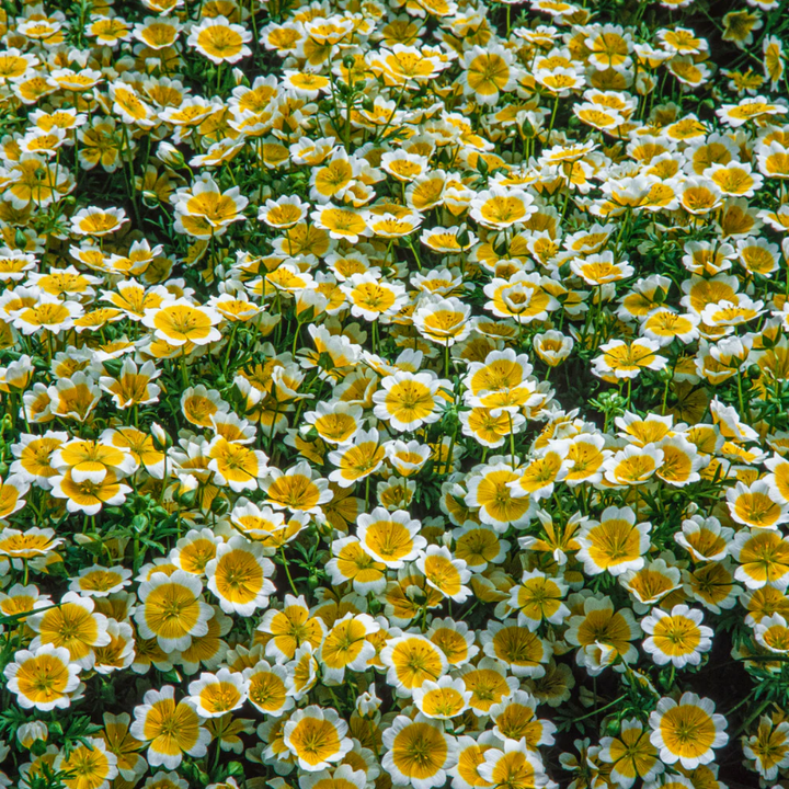Poached Egg Plant | 60 Seeds