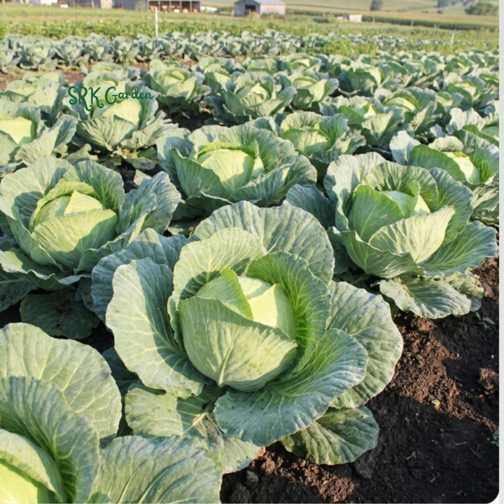 Golden Acre Cabbage | 200+ Seeds