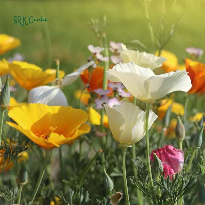 Single Poppy Seed Mix for Spring | 2000 seeds
