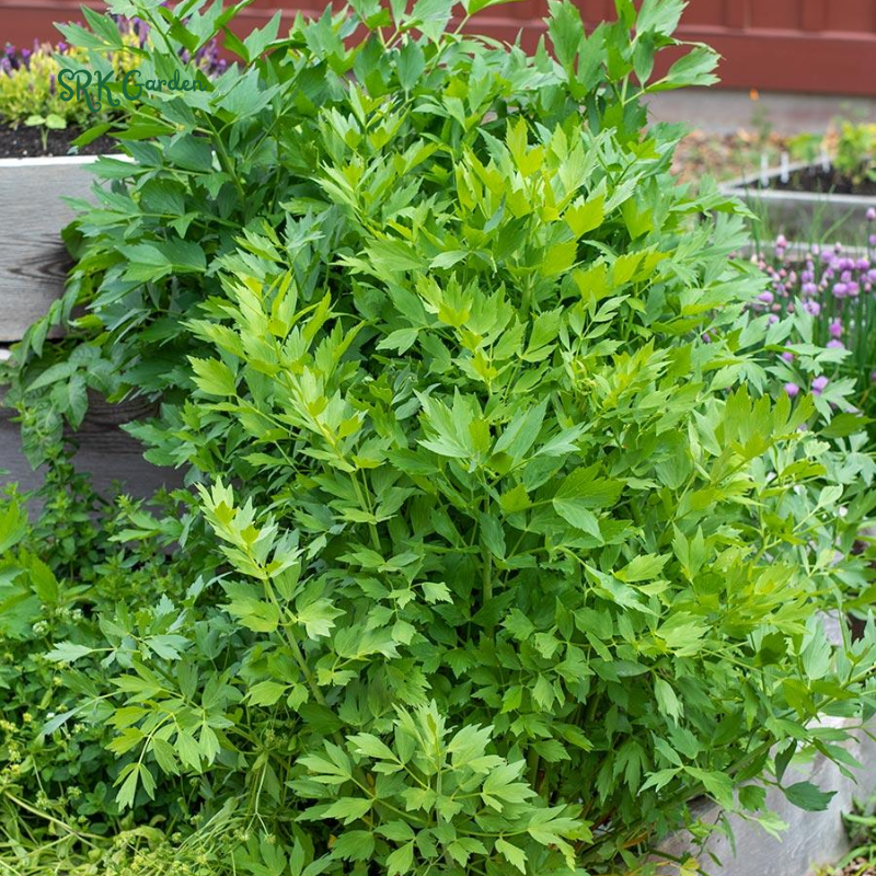 Lovage Seeds | 50 Seeds