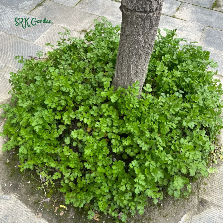 SLOW BOLT CILANTRO SEEDS | 150 Seeds