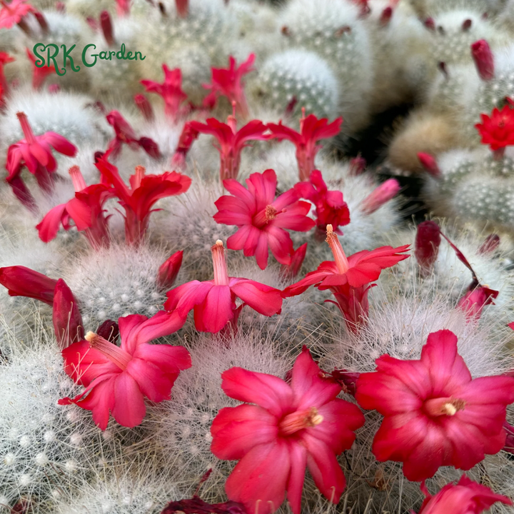 Mammillaria Senilis, Feather Cactus Size 3", 6" pot