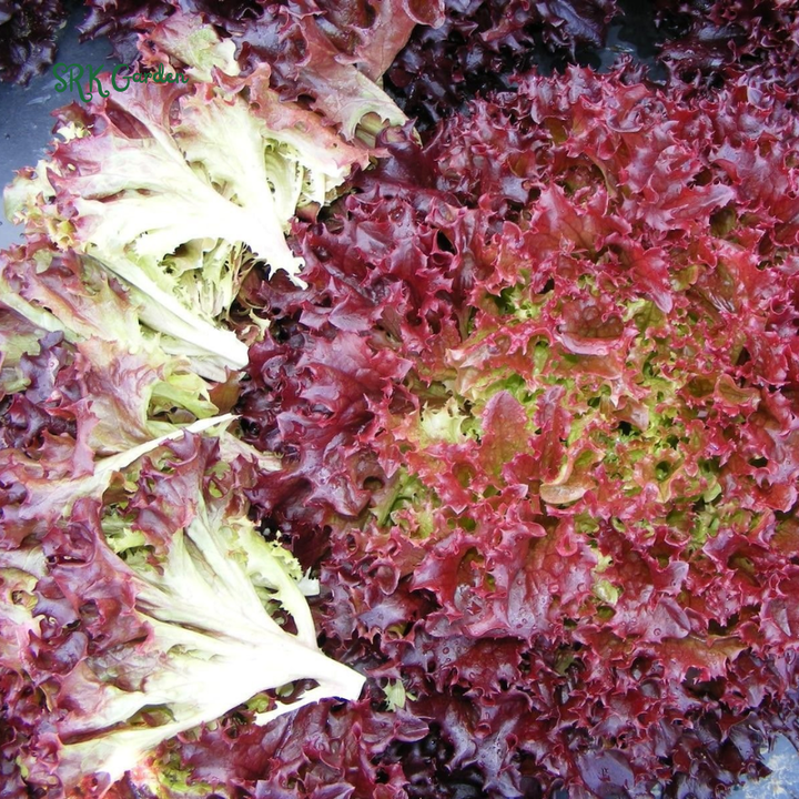 Organic Red Salad Bowl Lettuce - Lollo Rosso | 250 Seeds