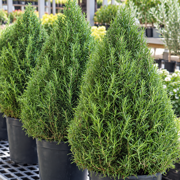 Live Rosemary Cone Topiary Plant – 6-Inch Potted Fragrant Herb, Evergreen Patio & Home Decor