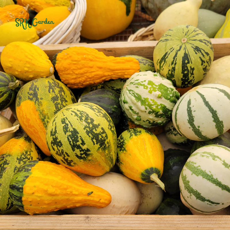 Small Mixed Gourd Seeds | 15 Seeds