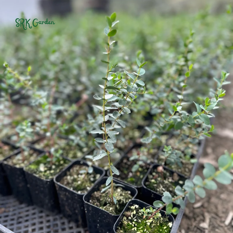 Parvifolia Eucalyptus, Live Evergreen Tree, Unique Plant, Baby Tree, Live Plant in 2.5'' pot