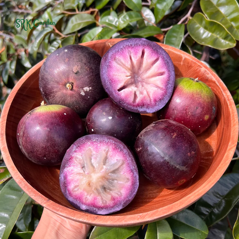 Caimito Purple Star Apple Chrysophyllum cainito Seedling Plant  4" - 6" Tall