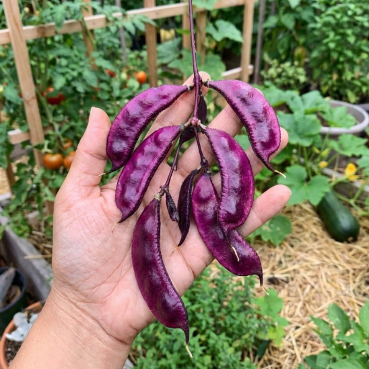 RUBY MOON Hyacinth Bean Seeds