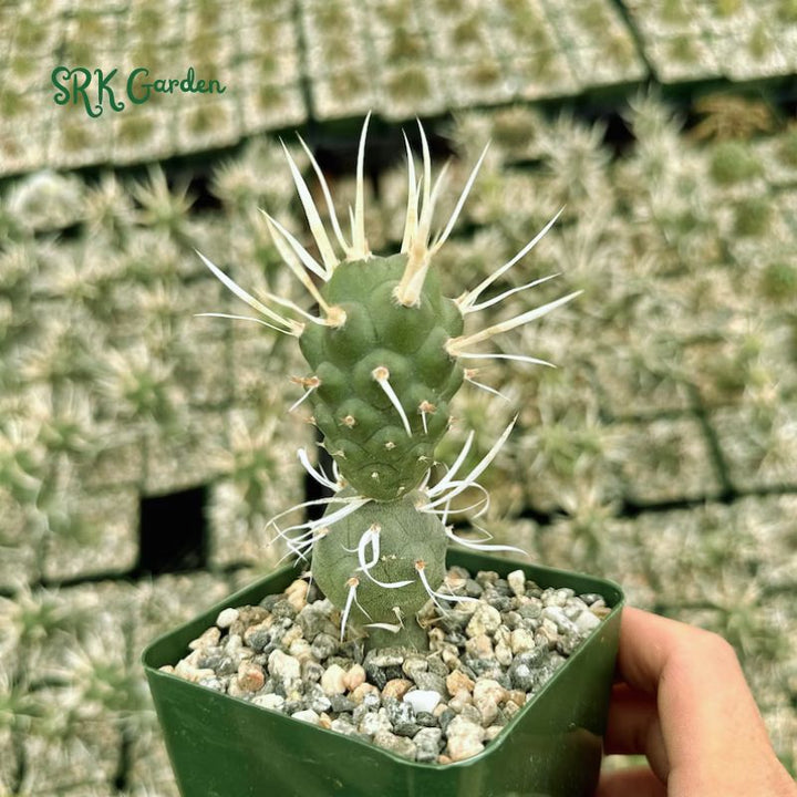 Paper Spine Cactus, Tephrocactus Articulatus, Pine Cone Cactus, Rare Cactus in 3" pot