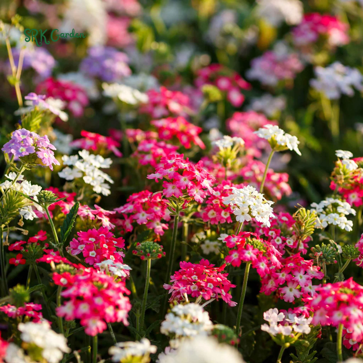Moss Verbena Seed Mix | 400 Seeds