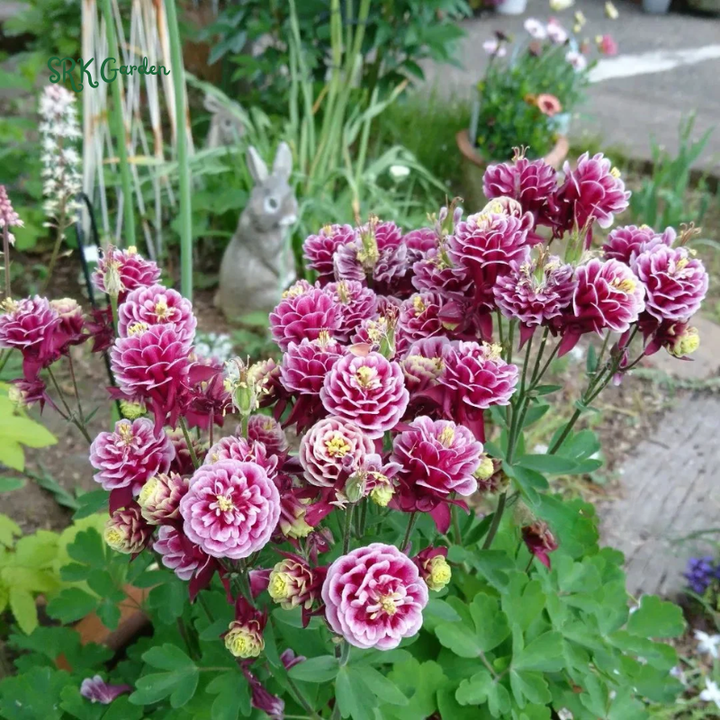 Double Mixed Columbine seeds | 100 Seeds