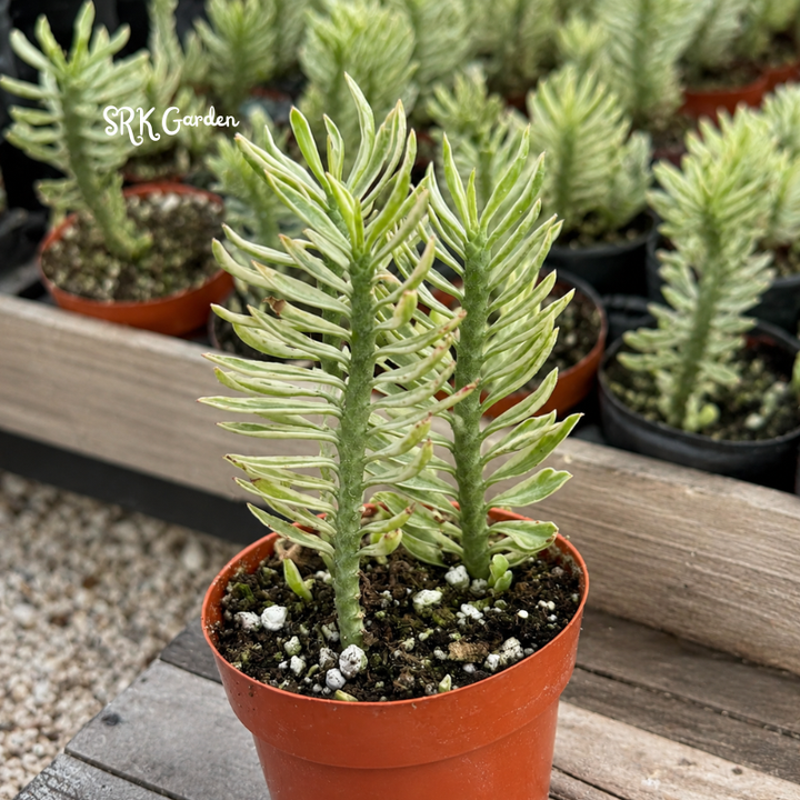 Devil's Backbone, Variegated Succulent in 2.5" pot