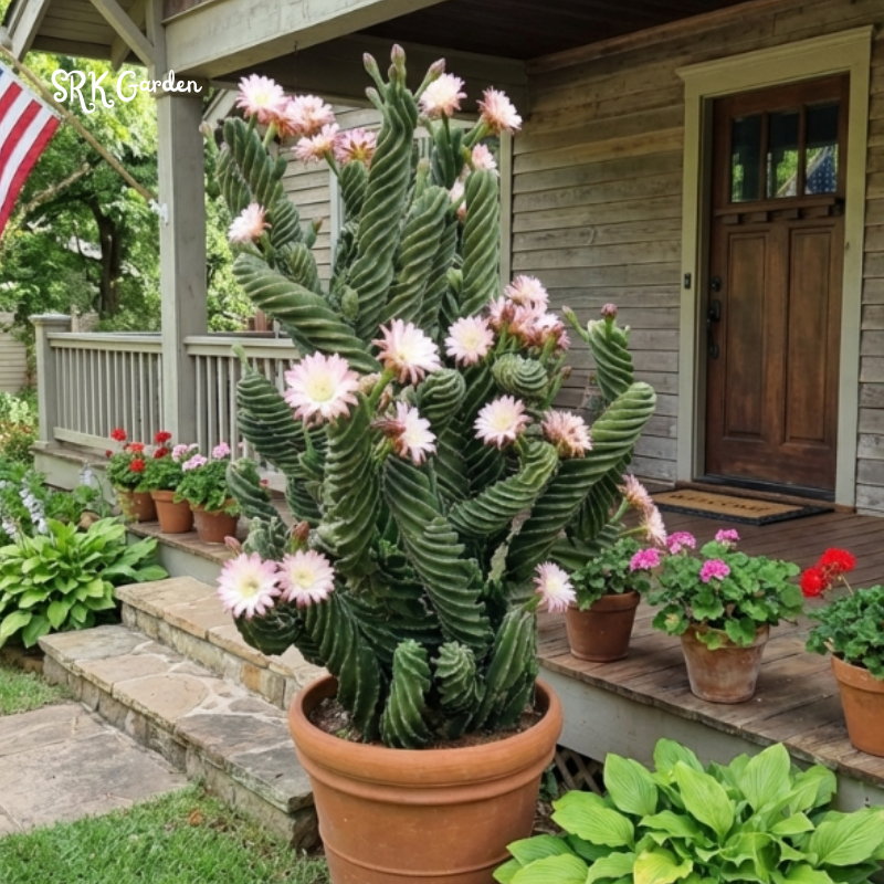 Spiral Cactus, Cereus Forbesii Spiralis for Planting in 6", 8", 10" pot