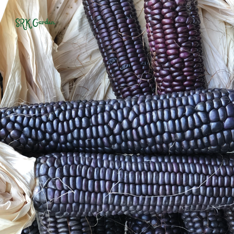 Hopi Blue Corn Seeds | 25 Seeds
