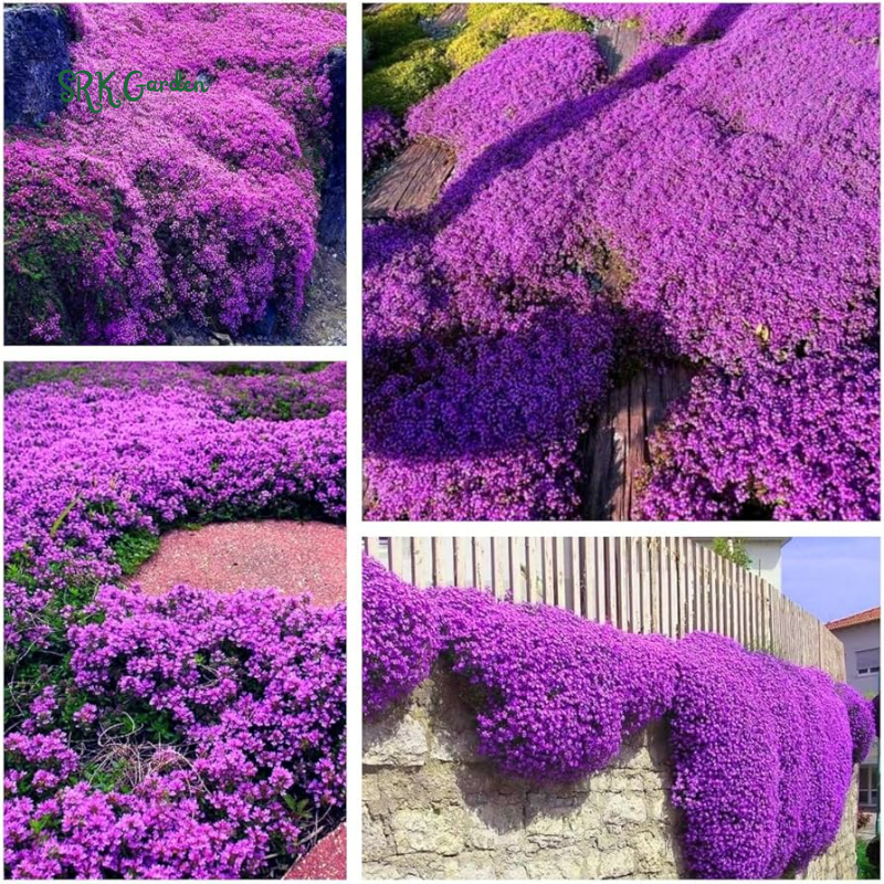 Creeping Thyme Seeds for Planting | 250 Seeds