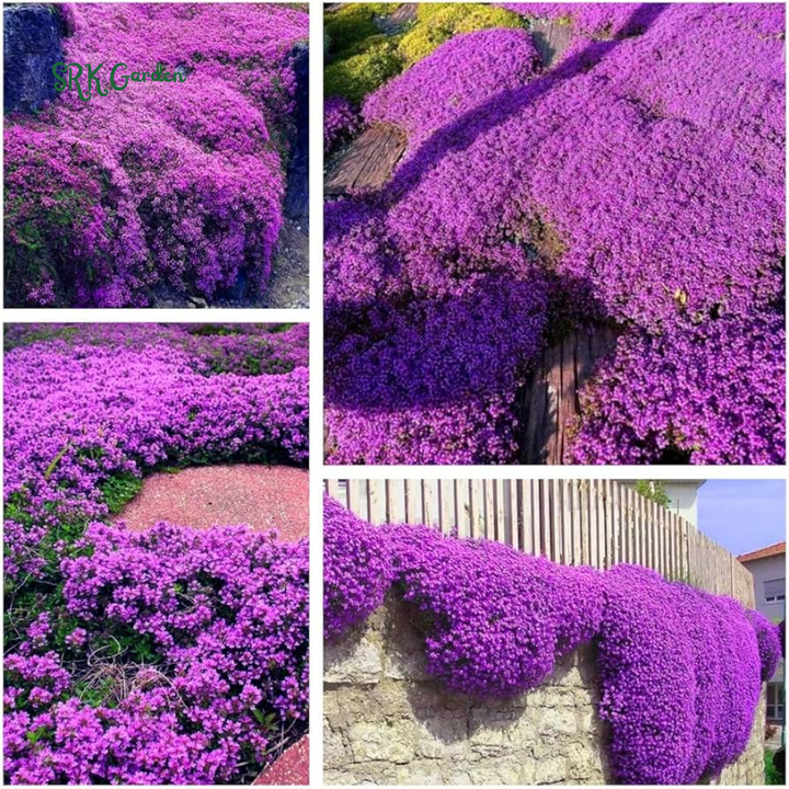 Creeping Thyme Seeds for Planting | 250 Seeds