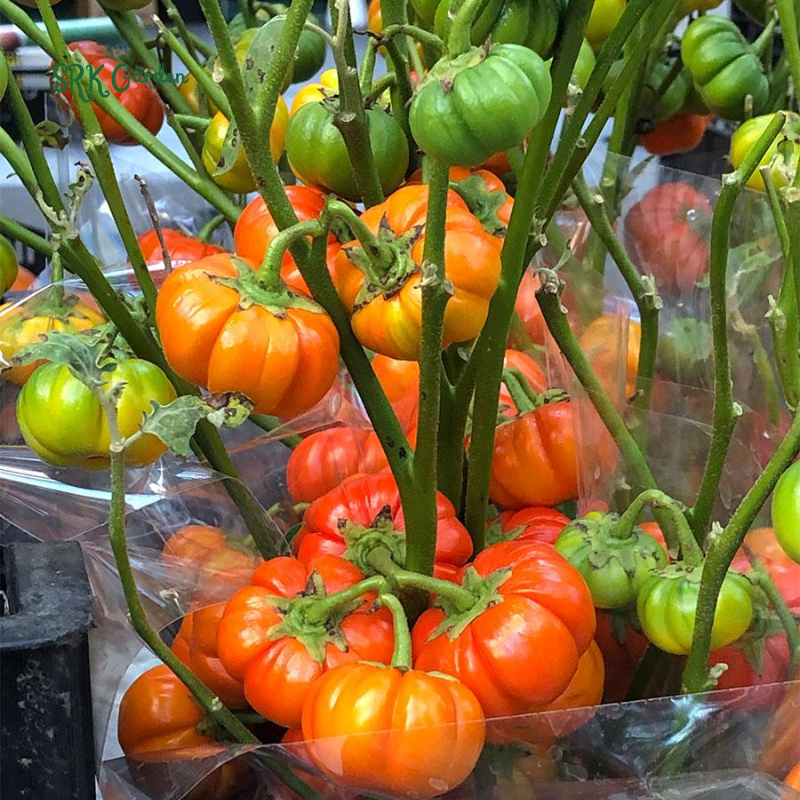 Pumpkin On A Stick Seeds – Heirloom Ornamental Eggplant | 15 Seeds