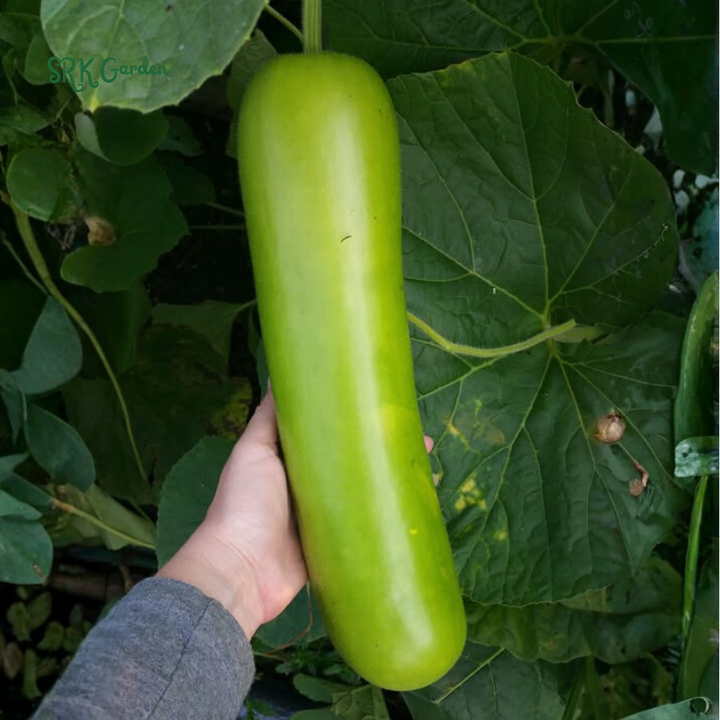 Calabash Bottle Gourd Seeds Chinese Pugua Nam Tao Yao Lauki Opo Vegetable | 15 Seeds
