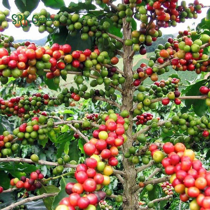 Arabica Coffee Plant in 4 inch pot