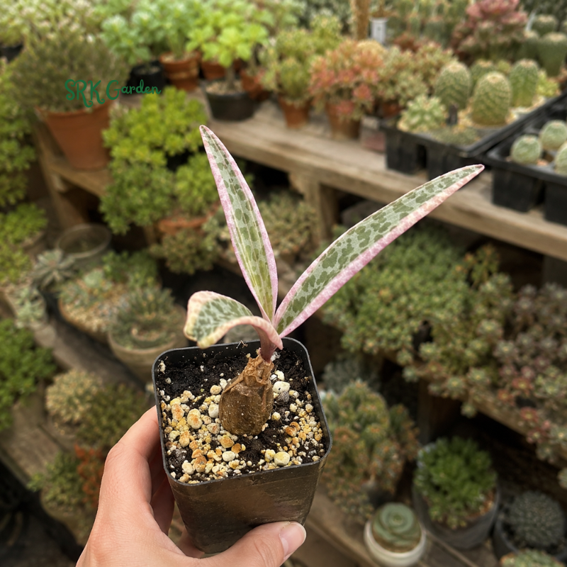Variegated Silver Squill, Variegated Ledebouria Socialis, Pink Plant in 2" pot