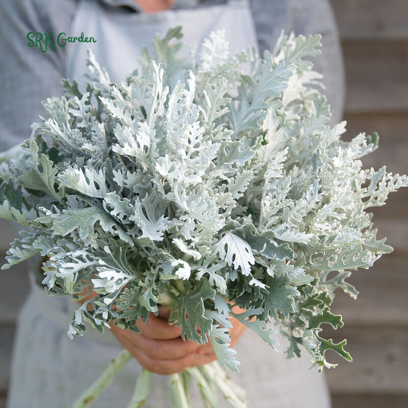 Dusty Miller Seeds, Senecio Cineraria | 200 Seeds
