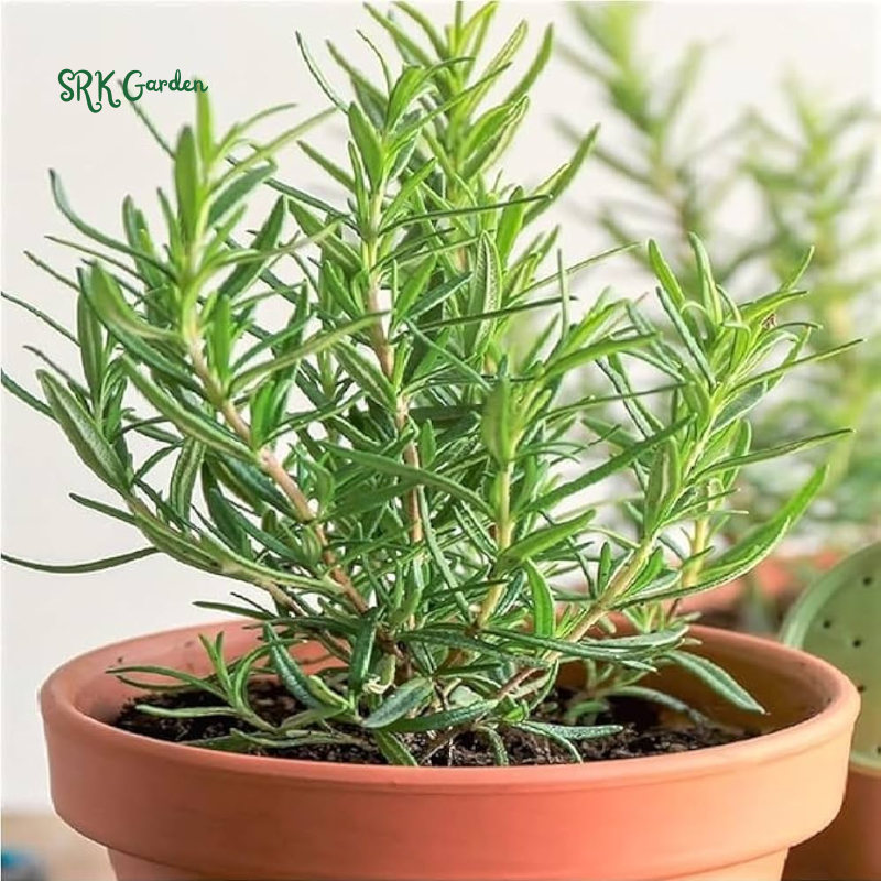 Organic Rosemary Seeds | 50 Seeds